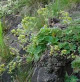 kontryhel sivý <i>(Alchemilla glaucescens)</i>