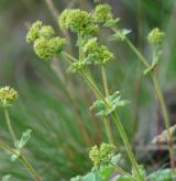 kontryhel sivý <i>(Alchemilla glaucescens)</i>
