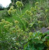 kontryhel sivý <i>(Alchemilla glaucescens)</i>
