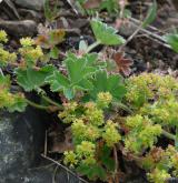 kontryhel sivý <i>(Alchemilla glaucescens)</i>