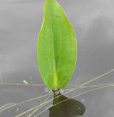 žabník jitrocelový <i>(Alisma plantago-aquatica)</i> / List
