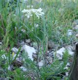 paprska velkokvětá <i>(Orlaya grandiflora)</i> / Habitus