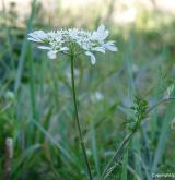 paprska velkokvětá <i>(Orlaya grandiflora)</i> / Květ/Květenství
