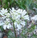 paprska velkokvětá <i>(Orlaya grandiflora)</i> / Květ/Květenství