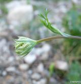 paprska velkokvětá <i>(Orlaya grandiflora)</i> / Ostatní