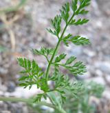 paprska velkokvětá <i>(Orlaya grandiflora)</i> / List