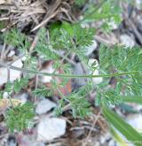 paprska velkokvětá <i>(Orlaya grandiflora)</i> / List