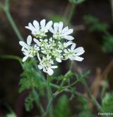 paprska velkokvětá <i>(Orlaya grandiflora)</i> / Květ/Květenství