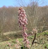 devětsil lékařský <i>(Petasites hybridus)</i> / Habitus