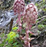 devětsil lékařský <i>(Petasites hybridus)</i> / Habitus