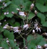 devětsil Kablíkové <i>(Petasites kablikianus)</i> / Ostatní