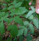smldník jelení <i>(Peucedanum cervaria)</i>