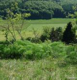 smldník lékařský <i>(Peucedanum officinale)</i> / Porost