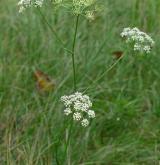 smldník olešníkový <i>(Peucedanum oreoselinum)</i> / Květ/Květenství