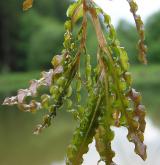 rdest kadeřavý <i>(Potamogeton crispus)</i> / List