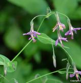 věsenka nachová <i>(Prenanthes purpurea)</i> / Květ/Květenství