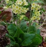 prvosenka vyšší <i>(Primula elatior)</i>