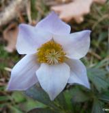 koniklec jarní <i>(Pulsatilla vernalis)</i> / Květ/Květenství