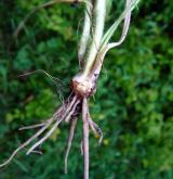 pryskyřník hlíznatý <i>(Ranunculus bulbosus)</i> / Zásobní orgán/orgán klonálního růstu