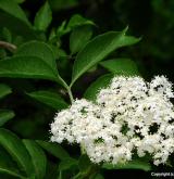 bez černý <i>(Sambucus nigra)</i> / Květ/Květenství