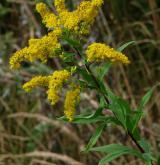 zlatobýl obrovský <i>(Solidago gigantea)</i>