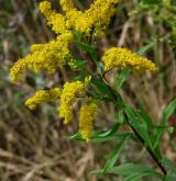 zlatobýl obrovský <i>(Solidago gigantea)</i> / Květ/Květenství