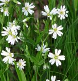 ptačinec velkokvětý <i>(Stellaria holostea)</i> / Habitus