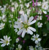 ptačinec velkokvětý <i>(Stellaria holostea)</i> / Květ/Květenství