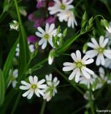 ptačinec velkokvětý <i>(Stellaria holostea)</i> / Květ/Květenství