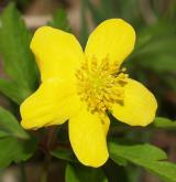 sasanka pryskyřníkovitá <i>(Anemone ranunculoides)</i> / Květ/Květenství