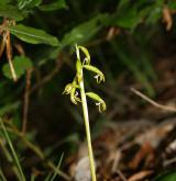 korálice trojklaná <i>(Corallorhiza trifida)</i> / Habitus