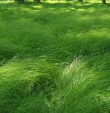 ostřice třeslicovitá <i>(Carex brizoides)</i> / Detail porostu