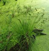 ostřice šedavá <i>(Carex canescens)</i> / Habitus