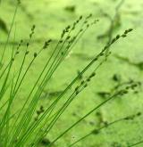 ostřice šedavá <i>(Carex canescens)</i> / Plod