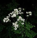žluťucha orlíčkolistá <i>(Thalictrum aquilegiifolium)</i> / Květ/Květenství