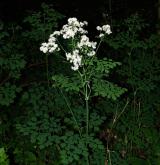 žluťucha orlíčkolistá <i>(Thalictrum aquilegiifolium)</i> / Habitus