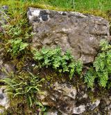 Štěrbinová vegetace bazických skal <i>(Cystopteridion)</i> / Porost