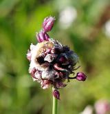 česnek ořešec <i>(Allium scorodoprasum)</i> / Květ/Květenství