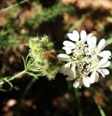 paprska velkokvětá <i>(Orlaya grandiflora)</i> / Plod
