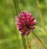 česnek kulatohlavý <i>(Allium sphaerocephalon)</i> / Květ/Květenství