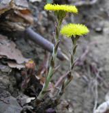 podběl lékařský <i>(Tussilago farfara)</i> / Habitus