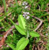 rozrazil lékařský <i>(Veronica officinalis)</i> / Habitus