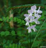 vikev lesní <i>(Vicia sylvatica)</i> / Květ/Květenství