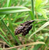 ostřice nejtmavší <i>(Carex aterrima)</i> / Květ/Květenství