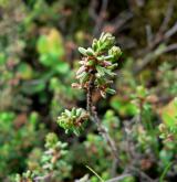 šicha oboupohlavná  <i>(Empetrum hermaphroditum)</i>