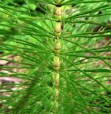 přeslička největší <i>(Equisetum telmateia)</i> / Ostatní