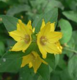 vrbina tečkovaná <i>(Lysimachia punctata)</i> / Květ/Květenství