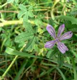 sléz lesní <i>(Malva sylvestris)</i> / Habitus