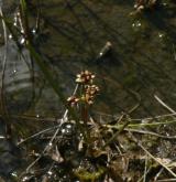 blatnice bahenní <i>(Scheuchzeria palustris)</i> / Habitus