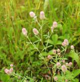 jetel rolní <i>(Trifolium arvense)</i> / Habitus